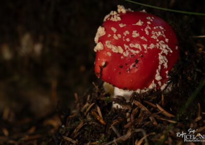 A close-up image of a red mushroom with a white stalk, partially covered with a crust of white flakes, set against a backdrop of dark soil and scattered pine needles. The mushroom appears to be emerging from the ground, surrounded by a mix of green moss and brown organic matter.