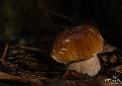 A close-up image of a small mushroom with a glossy brown cap, growing in a bed of dark, damp forest debris. The mushroom's stalk is white and slightly bulbous, and there are small droplets of moisture visible on its surface. The background is softly blurred, enhancing the focus on the mushroom itself.