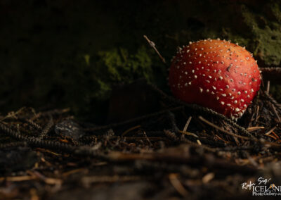 A vibrant red mushroom with white spots rests on a bed of dark, dry leaves and twigs, surrounded by a blurred, mossy background. The lighting highlights the texture of the mushroom's cap and the organic materials beneath it.