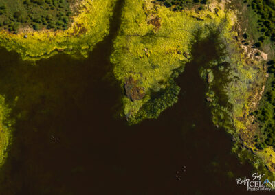 An aerial view of a lush landscape featuring a body of dark water bordered by vibrant green and yellow vegetation. The edges of the water are dotted with patches of various plants, and a small group of animals can be seen moving through the water. The surrounding area has clusters of trees and a gradient of colors showcasing the natural beauty of the environment.