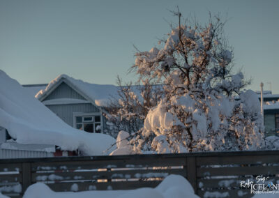 A snowy landscape featuring a residential building with a steeply sloped roof blanketed in thick snow. In the foreground, a tree heavily laden with snow can be seen, surrounded by a wooden fence. The setting is illuminated by soft sunlight, creating a serene winter scene against a clear sky.