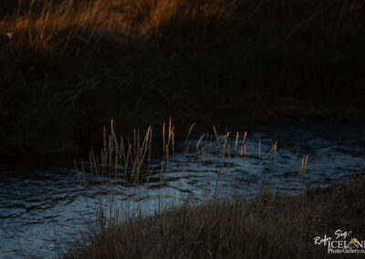 A close-up view of tall grass strands illuminated by soft, warm light, contrasting against a dark, rippling stream in the background. The scene captures a tranquil moment in nature, with the grass swaying gently and the water reflecting subtle highlights.