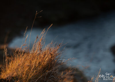 A close-up view of tall, golden grasses illuminated by soft, warm light, set against a blurred background that features flowing water. The grassy vegetation is detailed, highlighting the delicate strands and seed heads, while the water's surface reflects a subtle shimmer, creating a serene natural scene.